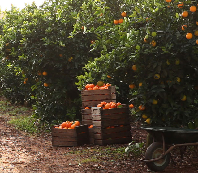 LA STORIA DI TROPICANA